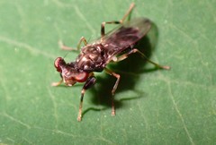 Sphyracephala brevicornis