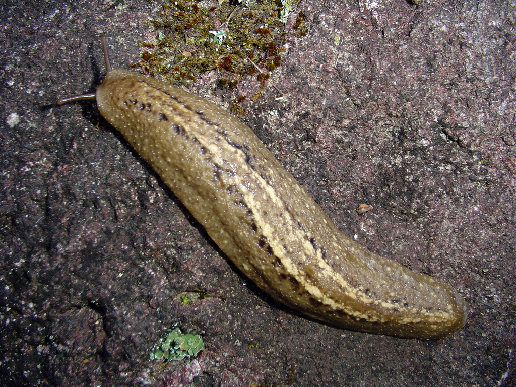 Phyllocaulis variegatus