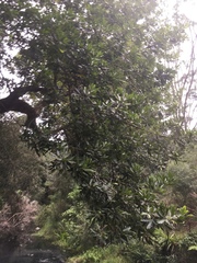 Platylophus trifoliatus