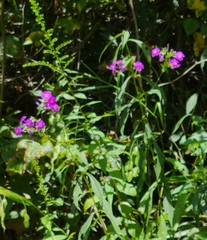 Phlox glaberrima