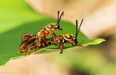 Acyphoderes aurulenta