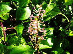 Plectranthus ecklonii