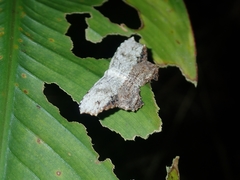 Schidax squammularia