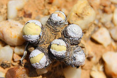 Conophytum calculus calculus