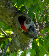 Melanerpes carolinus