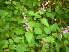 Ocimum labiatum