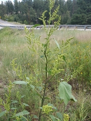 Cyclachaena xanthiifolia