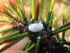 Toumeyella parvicornis