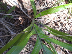 Microsorum pustulatum