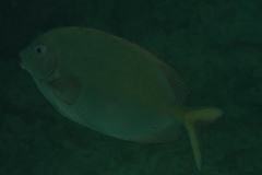 Siganus punctatissimus