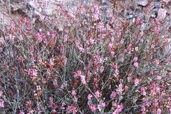 Dyerophytum africanum