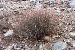 Dyerophytum africanum