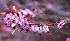 Dyerophytum africanum