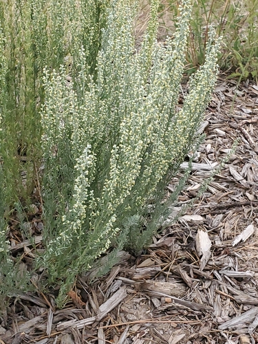 Image of Artemisia carruthii by no rights reserved