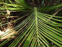 Macrozamia mountperriensis