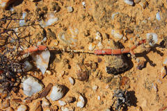 Mesembryanthemum dinteri