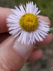 Erigeron formosissimus