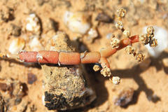 Mesembryanthemum dinteri