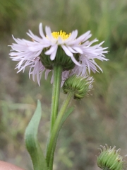 Erigeron formosissimus