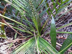 Macrozamia mountperriensis