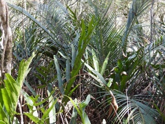 Macrozamia mountperriensis