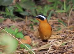 Cossypha heuglini heuglini