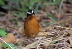 Cossypha heuglini heuglini