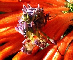 Pseudocreobotra wahlbergi