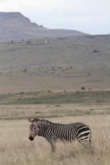 Equus zebra zebra