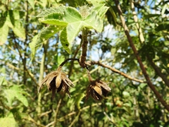 Hibiscus splendens