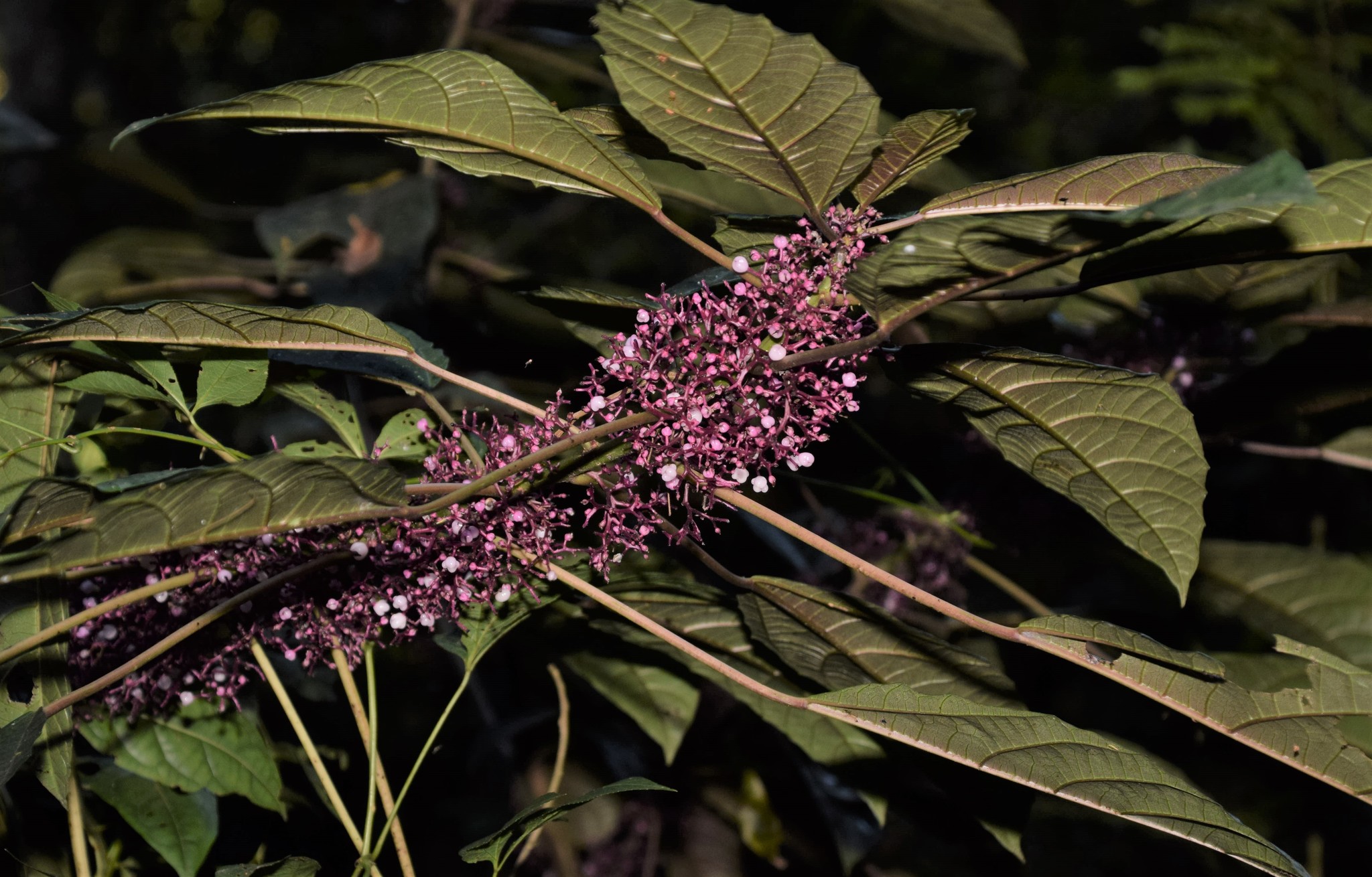 Urera