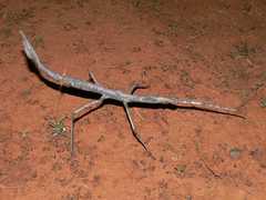 Paronchestus cornutus