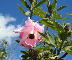 Hibiscus splendens