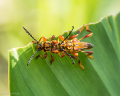 Acyphoderes aurulenta