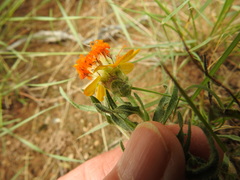 Zinnia anomala