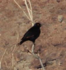 Onychognathus nabouroup