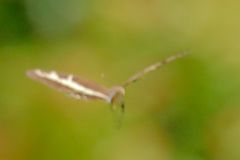 Heraclides andraemon