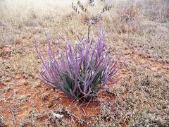 Kleinia longiflora
