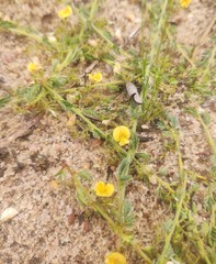 Aeschynomene viscidula