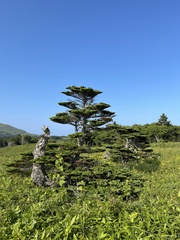Picea jezoensis