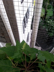 Rivina humilis
