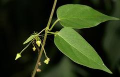 Vincetoxicum lycioides