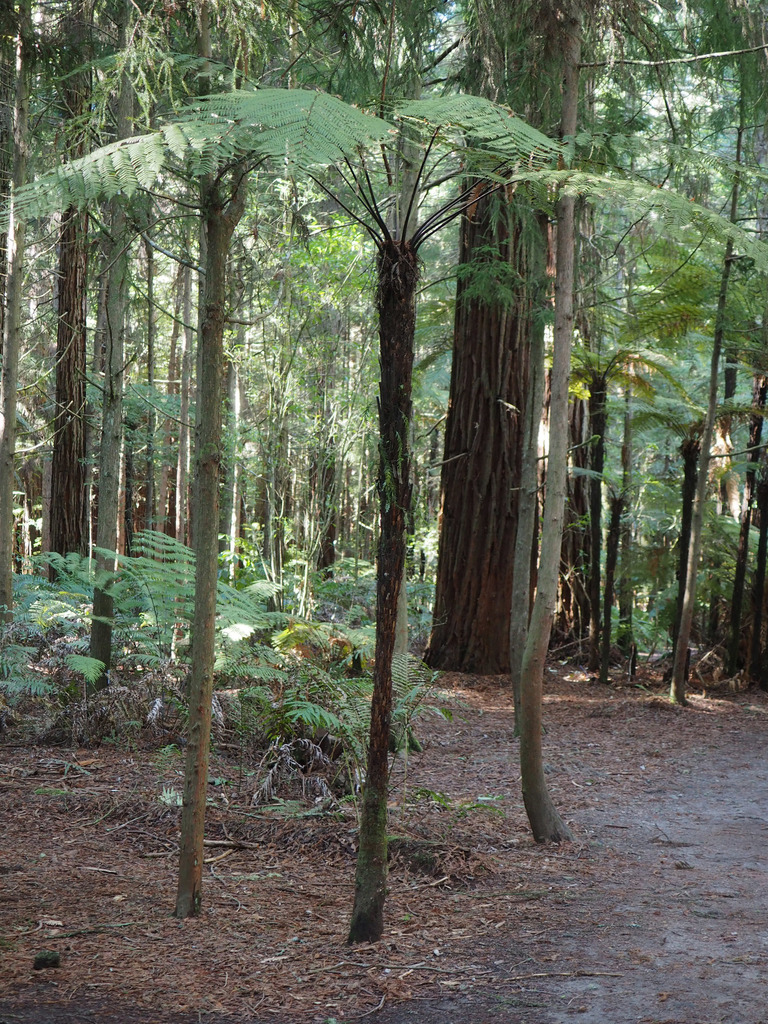 black tree fern from Whakarewarewa, Rotorua, New Zealand on August 10