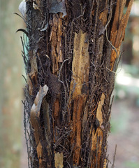 Cyathea medullaris