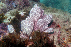 Botrylloides perspicuus