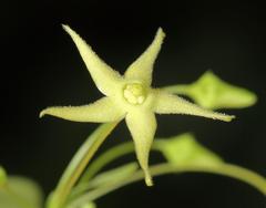 Vincetoxicum lycioides