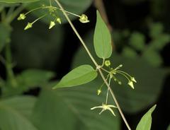 Vincetoxicum lycioides