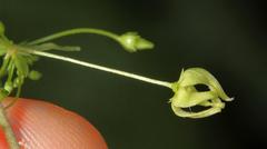 Vincetoxicum lycioides