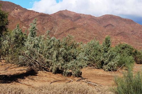 Wild Tamarisk (Tamarix usneoides)