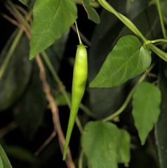 Vincetoxicum lycioides